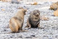 Antarctic fur seal (Arctocephalus gazella) in the South Shetland Islands Royalty Free Stock Photo