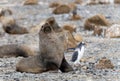 Antarctic fur seal (Arctocephalus gazella) in the South Shetland Islands Royalty Free Stock Photo