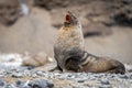 Antarctic fur seal (Arctocephalus gazella) in the South Shetland Islands Royalty Free Stock Photo