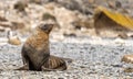 Antarctic fur seal (Arctocephalus gazella) in the South Shetland Islands Royalty Free Stock Photo