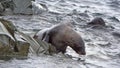 Antarctic fur seal in the water Royalty Free Stock Photo