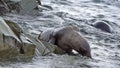 Antarctic fur seal in the water Royalty Free Stock Photo