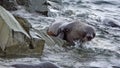 Antarctic fur seal in the water Royalty Free Stock Photo