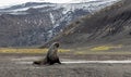 Antarctic fur seal (Arctocephalus gazella) Royalty Free Stock Photo