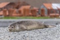 Antarctic fur seal lies on the shore in front of the abandoned whaling station in Stomness Harbour, South Georgia.