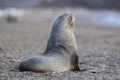 Antarctic fur seal,Arctophoca gazella, an beach,