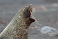 Antarctic fur seal barking, Antarctica Royalty Free Stock Photo