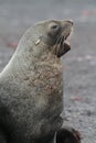 Antarctic fur seal barking, Antarctica Royalty Free Stock Photo