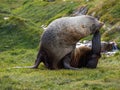 Antarctic fur seal laying on grass in South Georgia Antarctica Royalty Free Stock Photo