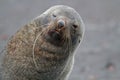 Antarctic fur seal with long whiskers, Antarctica