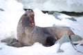 The Antarctic fur seal with opening mouth sitting on the snow, Argentine islands region, Galindez island, Antarctica. Royalty Free Stock Photo