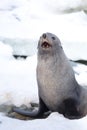 The Antarctic fur seal with opening mouth sitting on the snow, Argentine islands region, Galindez island, Antarctica. Royalty Free Stock Photo