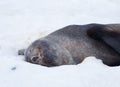 The Antarctic fur seal with opening mouth sitting on the snow, Argentine islands region, Galindez island, Antarctica. Royalty Free Stock Photo