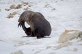 The Antarctic fur seal with opening mouth sitting on the snow, Argentine islands region, Galindez island, Antarctica. Royalty Free Stock Photo