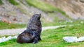 Antarctic fur seal posing in green meadow beside whale bones