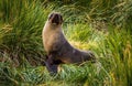 Antarctic fur seal posing in tussock grass Royalty Free Stock Photo