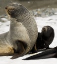 Antarctic Fur Seal and Pup Royalty Free Stock Photo