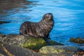 Antarctic fur seal pup on mossy rock Royalty Free Stock Photo