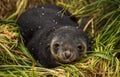 Antarctic fur seal pup with sleepy expression Royalty Free Stock Photo
