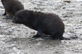 Antarctic Seal, cute wet Fur Seal Pup in South Georgia