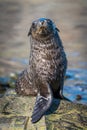 Antarctic fur seal pup stretching on rock Royalty Free Stock Photo