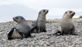 Antarctic Fur Seal Pups