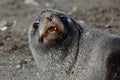 Antarctic fur seal resting on beach, Antarctica Royalty Free Stock Photo