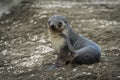 Antarctic fur seal scratching itself on beach Royalty Free Stock Photo