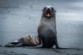 Antarctic fur seal sitting staring at camera