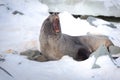 The Antarctic fur seal, sometimes called the Kerguelen fur seal, also known as Arctocephalus gazella sitting on the ice