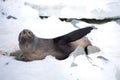 The Antarctic fur seal, sometimes called the Kerguelen fur seal, also known as Arctocephalus gazella sitting on the ice