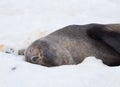 The Antarctic fur seal, sometimes called the Kerguelen fur seal, also known as Arctocephalus gazella sitting on the ice