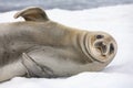 Antarctic fur seal - South Shetland Islands - Antarctica Royalty Free Stock Photo