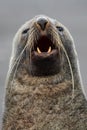 Antarctic fur seal sporting its record whiskers