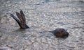 Antarctic fur seal swimming and diving in South Georgia Antarctica Royalty Free Stock Photo