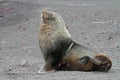 Antarctic fur seal on volcanic beach, Antarctica Royalty Free Stock Photo