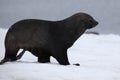 Antarctic fur seal walking on all four