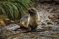 Antarctic fur seal on wet rocky riverbed