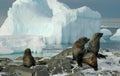 Antarctic fur seals Royalty Free Stock Photo
