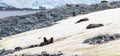 Antarctic fur seals (Arctocephalus gazella)