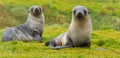 2 Antarctic fur seals babies playing Together in South Georgia in their natural environment Royalty Free Stock Photo