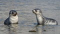 2 Antarctic fur seals babies playing Together in South Georgia in their natural environment Royalty Free Stock Photo