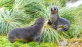 2 Antarctic fur seals babies playing Together in South Georgia in their natural environment Royalty Free Stock Photo