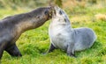 2 Antarctic fur seals babies playing Together in South Georgia in their natural environment Royalty Free Stock Photo