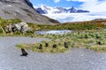 Antarctic Fur Seals Playing in Tussock Grass in South Georgia with Beautiful Mountains and Glacier in Background