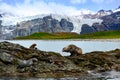 Antarctic fur seals on rocks in front of mountains, glacier and penguin colony on beach in South Georgia Royalty Free Stock Photo