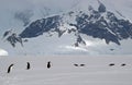 Antarctic Gentoo penguins