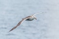 Antarctic giant petrel gliding above grey ocean