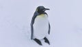 Antarctic king penguin wildlife bird close-up