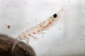 Antarctic krill near the stone floats Royalty Free Stock Photo